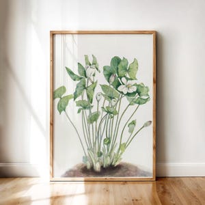 Jeffersonia diphylla Botanical Illustration – Mary Vaux Walcott 1920s Painting | Vintage Twinleaf Art Print for Nature-Inspired Home Décor