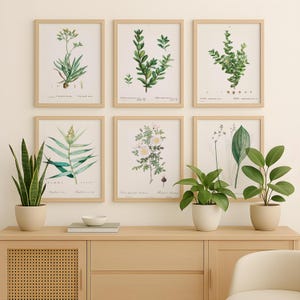 Set mit 6 Botanischen Wanddrucken – Grünpflanzen, Sukkulenten & Blumen im Redouté-Stil – Digitale Poster für Japandi oder moderne natürliche Innenräume