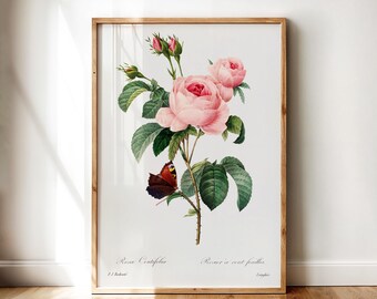 ロサ・センティフォリア – ピンクのキャベツローズと蝶のヴィンテージ