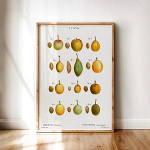 Printable Wall Art – Prunus Domestica, Botanical Print of Common Plum Varieties with Stones | Digital Download for Kitchen Decor
