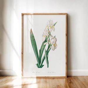 Iris Florentina – Antique Botanical Illustration by Redouté | Printable Wall Art Digital Download, Vintage White Florence Iris Flower Poster
