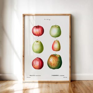Apples Malus Communis – Antique Fruit Illustration Botanical Poster | Vintage Apple Print Kitchen Wall Art Digital Download