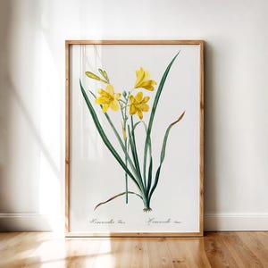 Day Lily Botanical Print – Vintage Hemerocallis Flava Yellow Flower Illustration | Printable Digital Floral Wall Art Download