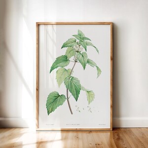 White Dead-nettle Botanical Print – Antique Lamium Album Illustration by Redouté | Vintage Plant Poster | Botanical Wall Art Download