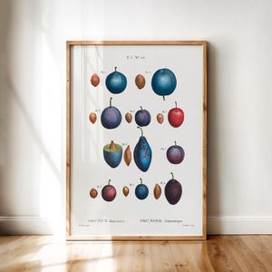 Printable Wall Art – Prunus Domestica, Botanical Print of Common Plum Varieties with Stones | Digital Download for Kitchen and Dining Decor