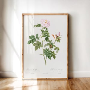 Printable Wall Art – Rosa Orbesiana Botanical Poster, Redouté Antique Pink Rose Flower Artwork | Vintage Floral Digital Download Decor