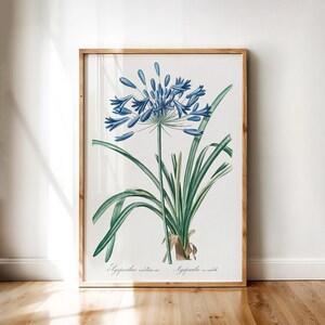 Agapanthus Botanical Poster – Vintage African Lily Illustration with Blue Blooms and Green Leaves | Printable Wall Art Digital Download