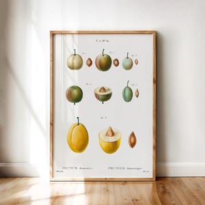 Prunus Domestica – Botanical Print of Common Plums in Multiple Varieties with Seeds and Cross Sections | Printable Wall Art Digital Download