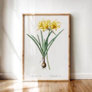 Amaryllis Aurea Redouté Antique Botanical Illustration of Golden Hurricane Lily | Vintage Floral Poster Printable Wall Art Digital Download