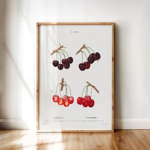 Cerasus, Vintage Botanical Cherry Varieties Artwork by Redouté | Printable Digital Wall Art Download for Kitchen, Dining, or Garden Room