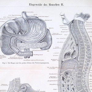 1880 Antique German Anatomy Print of Human Organs and Digestive System, Medical Illustration Wall Art