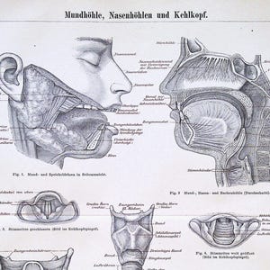 1888 Antique Anatomy Print: Mouth, Nasal Cavity & Larynx - German Medical Illustration