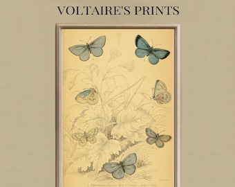 Vintage Blue Butterflies Print | Antique Natural History Illustration | Classic Insect Wall Art | Printable Digital Download #295