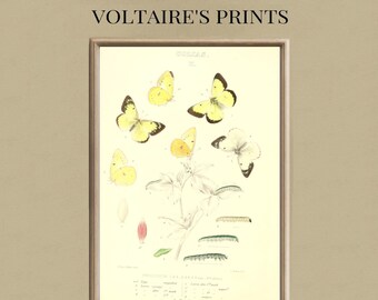 Vintage vlinders en rupsprint | Antieke natuurhistorische illustratie | Klassieke botanische muurkunst | Afdrukbare download #259