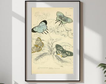 Vintage Yellow Blue Green Butterflies Print | Antique Natural History Illustration | Printable Digital Download #307