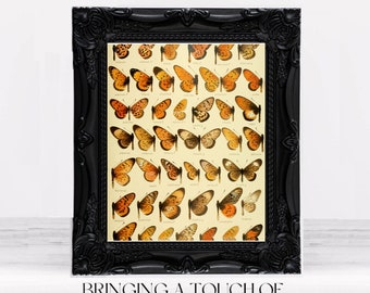 Vintage Butterflies Print | Antique Natural History Illustration | Printable Digital Download #196