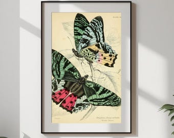 Vintage Green Multicolor Butterfly Wall Art Print – Antique Foreign Butterflies Illustration, Classic Printable Download #310