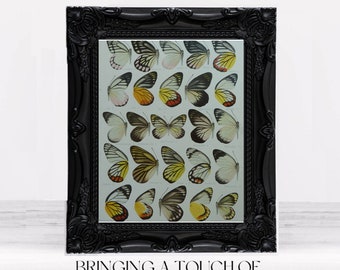 Vintage Butterflies Print | Antique Natural History Illustration | Printable Digital Download #189