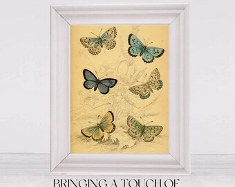 Impresión vintage de mariposas azules y verdes / Ilustración antigua de historia natural / Arte mural clásico de insectos / Descarga digital imprimible n.° 296