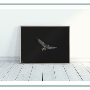Instant download printable photography bearded vulture wildlife fine art