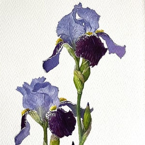 Original Aquarell Malerei Blumen Iris Natur Garten Einzigartiges Geschenk Wohnkultur Klassisch Handgemacht Botanische Illustration Fine Art Valentinstag