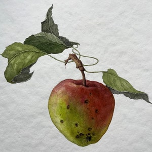 Acquerello originale Aquarelle Apple Illustrazione botanica Arte classica Decorazione da parete per la casa Oggetti da collezione Dipinto di frutta fotorealistico