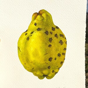 Pittura ad acquerello originale frutta mela mela cotogna natura giardino arte regalo unico decorazioni per la casa classica illustrazione botanica fatta a mano belle arti