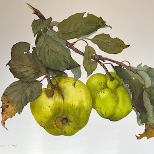 Dipinto ad acquerello originale Frutta Mela Mela cotogna Natura Acquarello Arte Regalo unico Decorazione per la casa Classico Fatto a mano Illustrazione botanica Belle arti