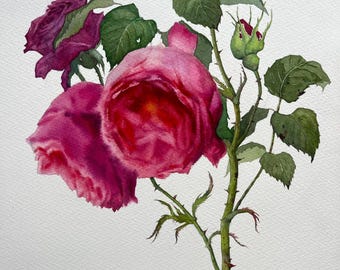 Original Aquarell Illustration mit rosa Rosen