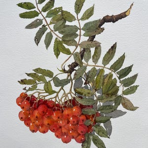 Dipinto ad acquerello originale, bacche di sorbo, cespuglio, albero autunnale, regalo unico, decorazione per la casa, illustrazione botanica classica, belle arti, arazzi