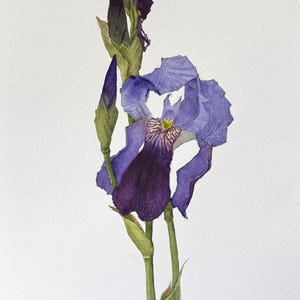 Op de afbeelding: Een aquarel van een enkele irisbloem met dieppaarse en violette bloemblaadjes, met een geel hart met donkere nerven. De stengel is groen met twee gesloten knoppen. De handtekening E. Hexota 2024 is zichtbaar linksonder op het papier.