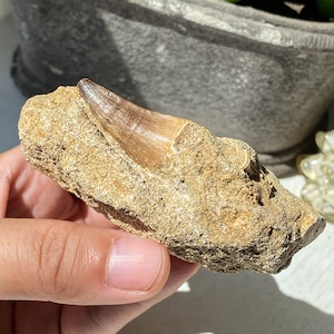 Real Fossil Rock Stone Mineral Shark Tooth Specimens , Shark Tooth Pendant Fossil , Unique Gift , Fossilized Shark Teeth , Rare Gift