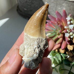 Fossil Sharks Teeth , Fossilized Shark Tooth, Fossil Rocks, Rock Lover Gift, Shark Teeth , Small Fossils, Crystals For Jewelry Making
