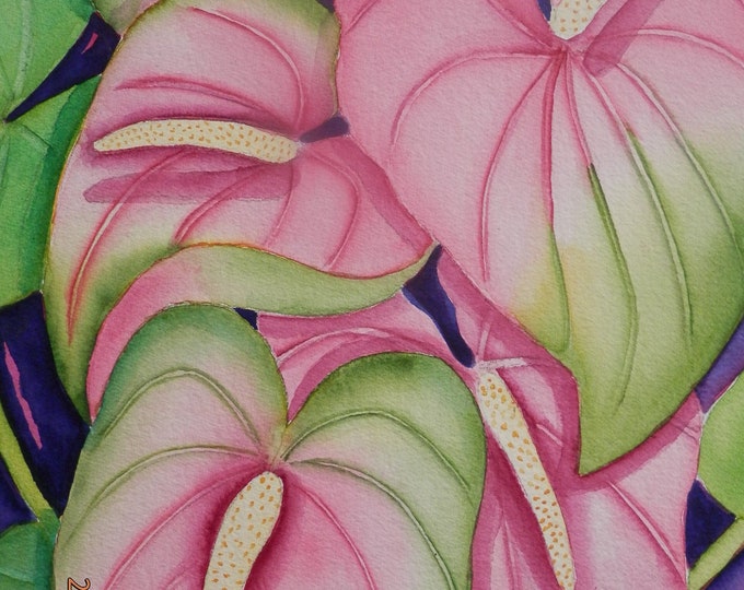 Pink Anthuriums