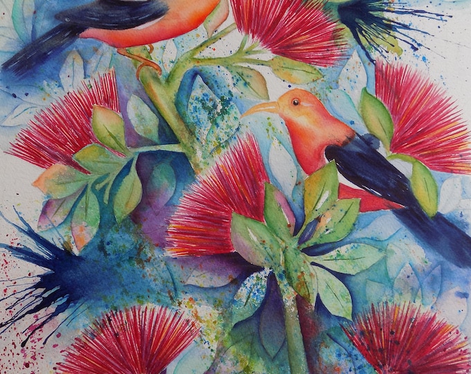 I'iwi Birds Playing amongst the Lehua Blossoms