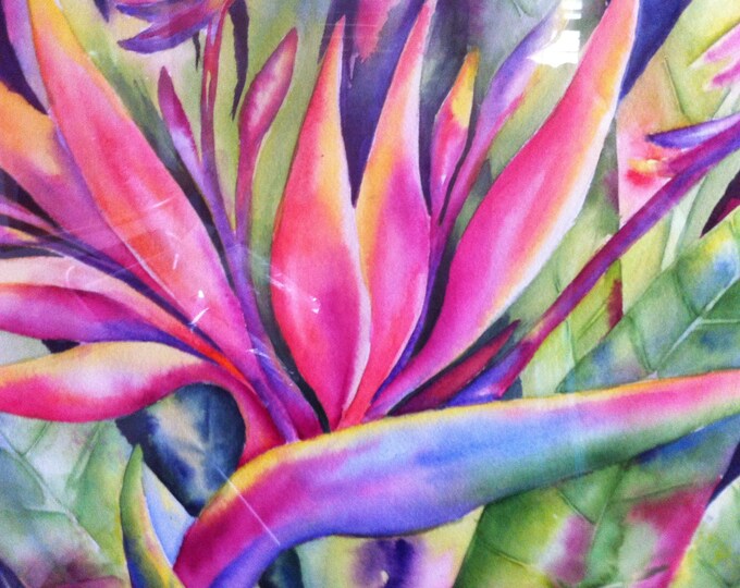 Bird Of Paradise