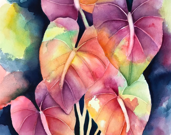 Rainbow Anthuriums