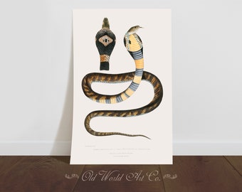 May include: A vintage illustration of a cobra snake with a detailed depiction of its scales and markings. The snake is coiled in a defensive posture with its head raised and hood expanded. The illustration is in a muted color palette of browns, yellows, and blues.