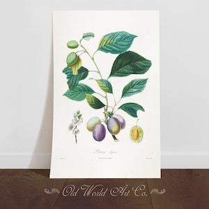 Vintage Prune Botanical Print, Vintage Kitchen Art, Vintage Fruit Print, Antique Prints, Fruit Drawing, Kitchen Print, Wall Art Home Decor