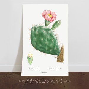 Vintage Botanical Cactus Print, Vintage Decor, Plant Art Print, Botanical Drawing Wall Art, Green Decor, Plant Lover, Plant Lady, Art Gift