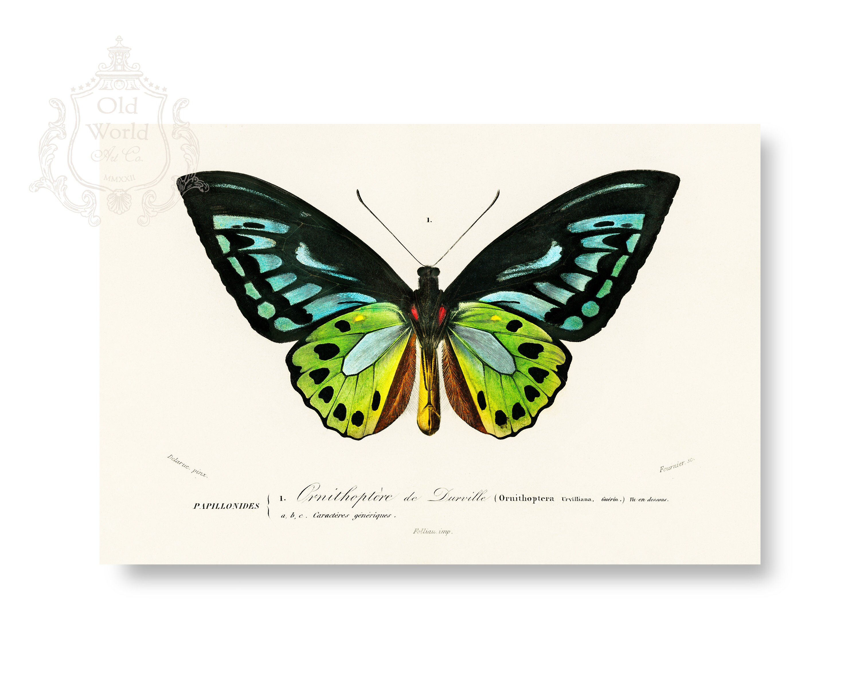 Update 153+ butterfly tertiary colors drawing seven.edu.vn