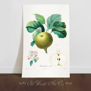 Vintage Apple Botanical Print, Vintage Kitchen Art, Vintage Fruit Print, Antique Prints, Fruit Drawing, Kitchen Print, Wall Art Home Decor