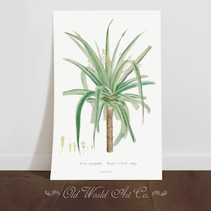 Vintage Botanical Cactus Print, Vintage Decor, Plant Art Print, Botanical Drawing Wall Art, Green Decor, Plant Lover, Plant Lady, Art Gift