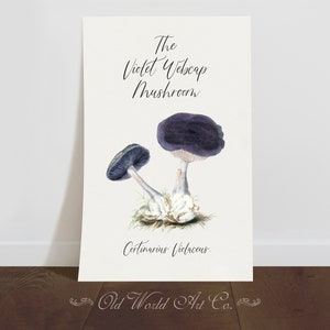 May include: A watercolor illustration of a violet webcap mushroom, also known as Cortinarius Violaceus. The image features two mushrooms with purple caps and white stems. The text "The Violet Webcap Mushroom" and "Cortinarius Violaceus" are written in cursive script. The text "Old World Art Co." is written in a decorative font at the bottom of the image.