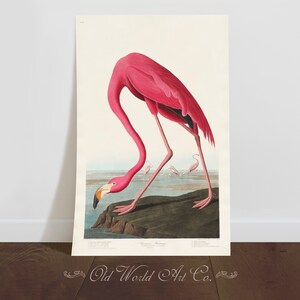 Flamingo Art Print, Vintage Decor, Pink Flamingo Vintage Wall Art, Vintage Animal Print, Pink, Hot Pink, Audobon, Bird Art, Gifts for Her