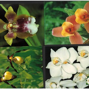 Beau lot de 13 cartes postales MC - Maxi cartes, mélange de différents pays, fleurs, orchidées, nature, oiseaux