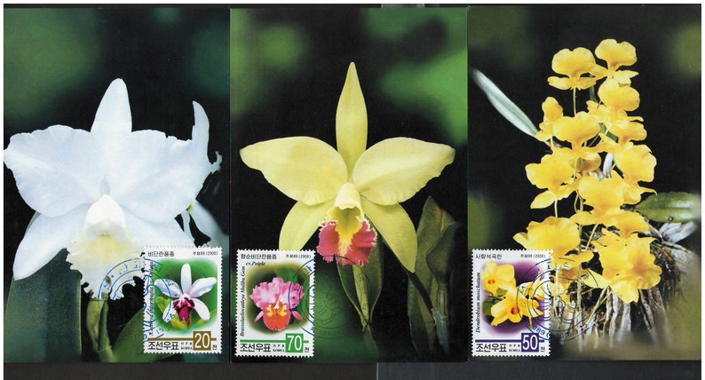 Lot de 3 cartes postales MC Maxi Cards de K 2000, Fleurs, orchidées, nature, image 1