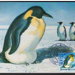 CARTE POSTALE - K - 1996, MC, Maxi Card, Carte postale, Pingouins, Arctique, Animaux, Nature