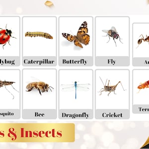 BUGS & INSECTS - 24 Ausdruckbare Lernkarten - Käfer und Insekten Nomenklatur - Montessori Lernkarten - Vokabeln - Digital PDF