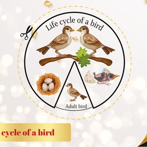 LEVENSCYCLUS van een VOGELwiel - Drukke boekactiviteit Montessori leren Visueel leren Educatieve spelletjes Afdrukbaar pdf-bestand Voorschoolse activiteit